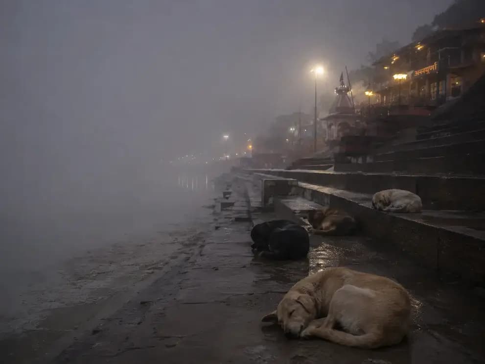 Caring for and feeding street animals